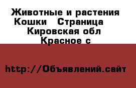 Животные и растения Кошки - Страница 2 . Кировская обл.,Красное с.